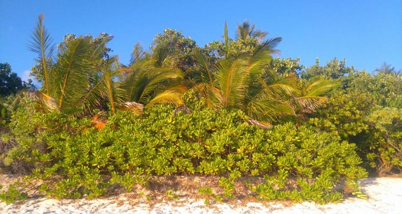 Maldives, Малдиви