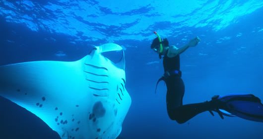 Diving, swimming, manta, rays