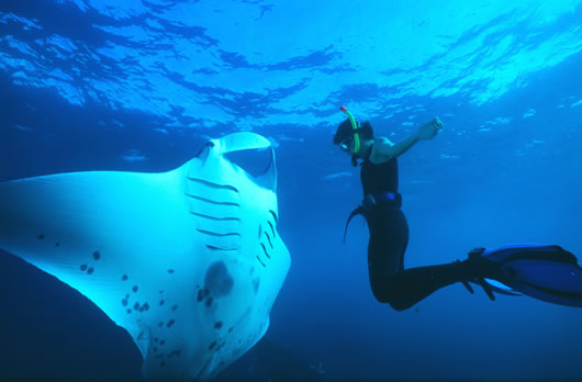 Diving or swimming with manta rays
